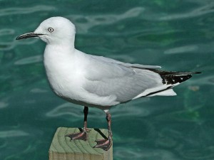 798px-Black-billed_Gull_RWD