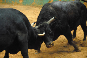 A clash of bull*&^t